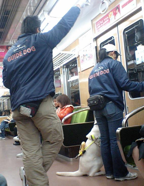 Photo of 2 trainers working with a white guide dog inside a subway train, waiting for the doors to open